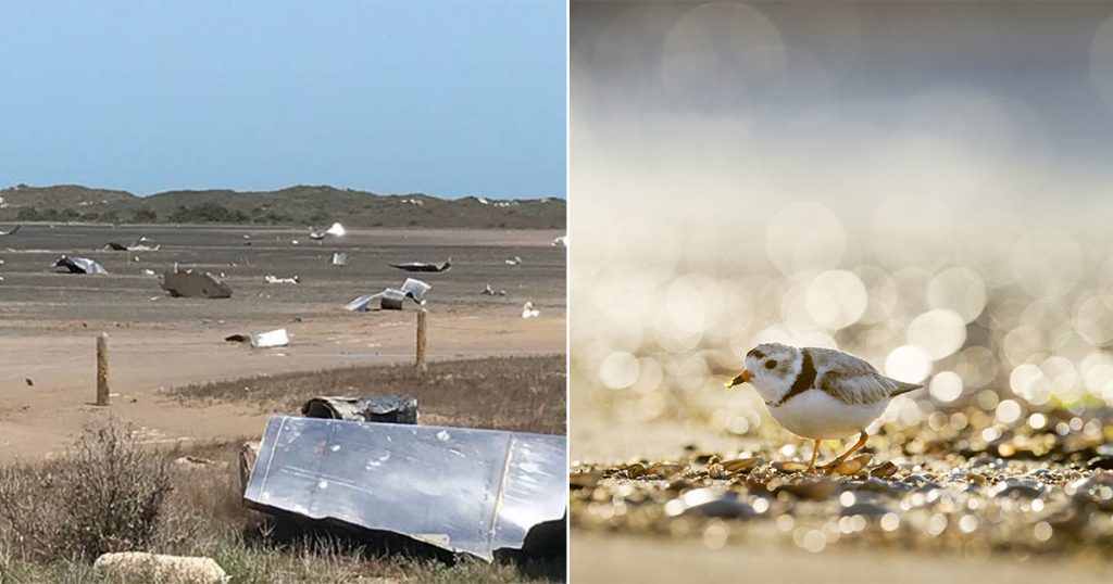 Ask the FAA and SpaceX to take steps to protect birds!