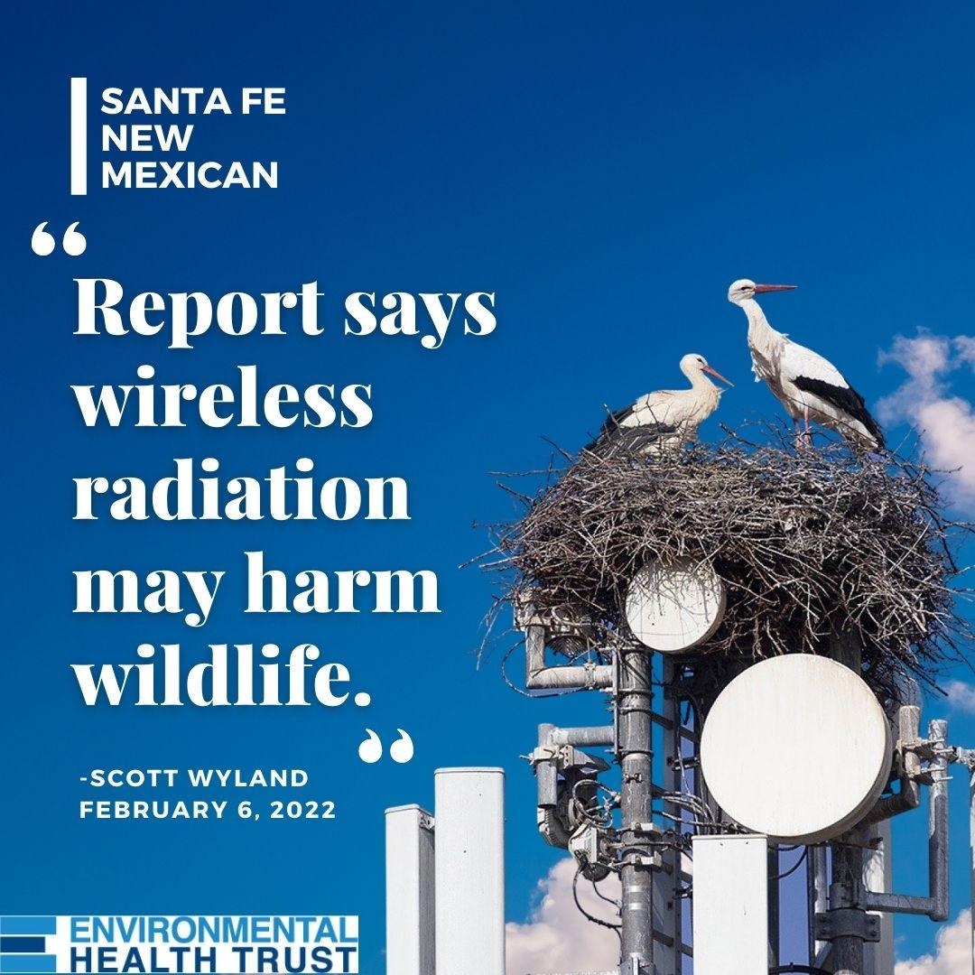 Report says wireless radiation may harm wildlife