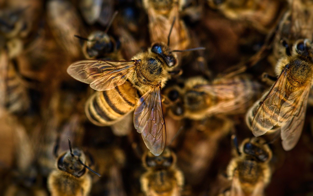 5G & Other Wireless Radiation Is Having A Detrimental Impact On Bees: Here’s The Science