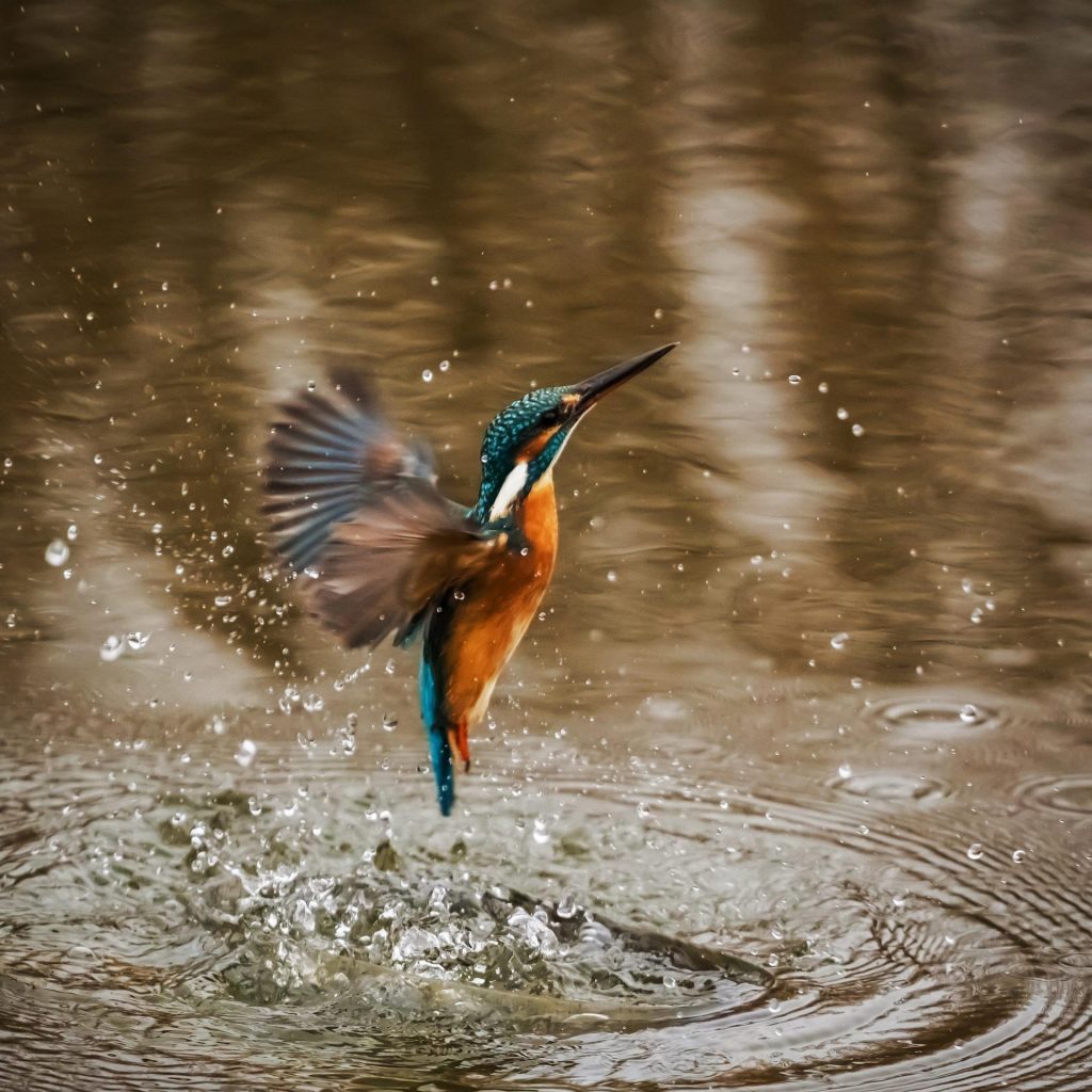 Kingfisher by the water