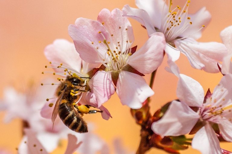 5G Cell Towers Cause Massive Insect Decline on the Greek island of Samos Part 2